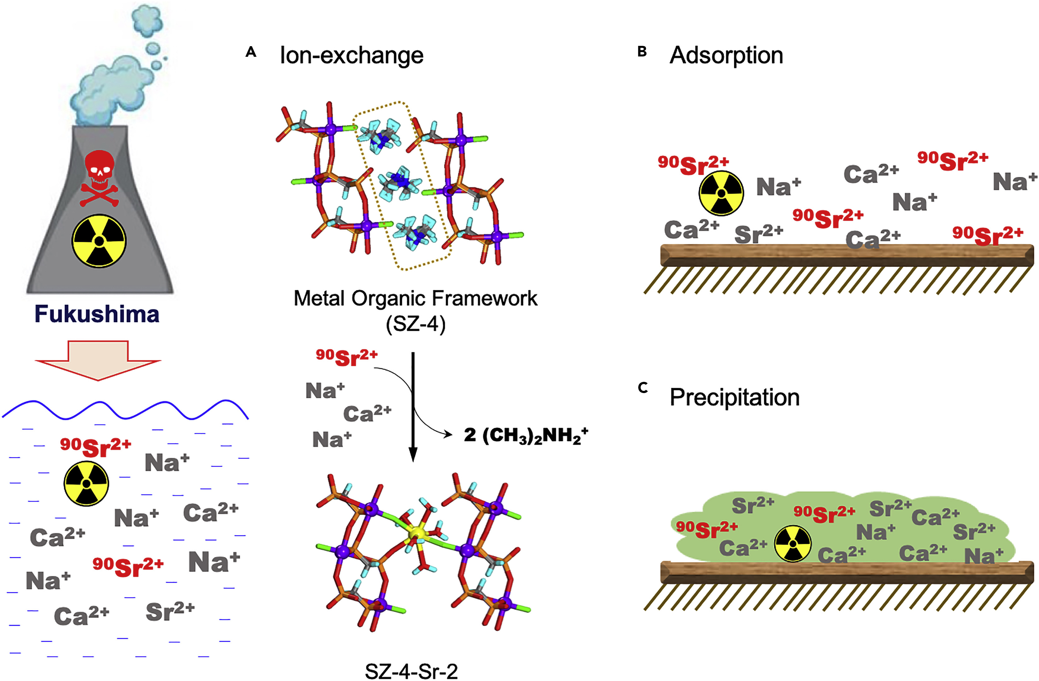 Radioactive Strontium removal from seawater by a MOF via two-step ion exchange